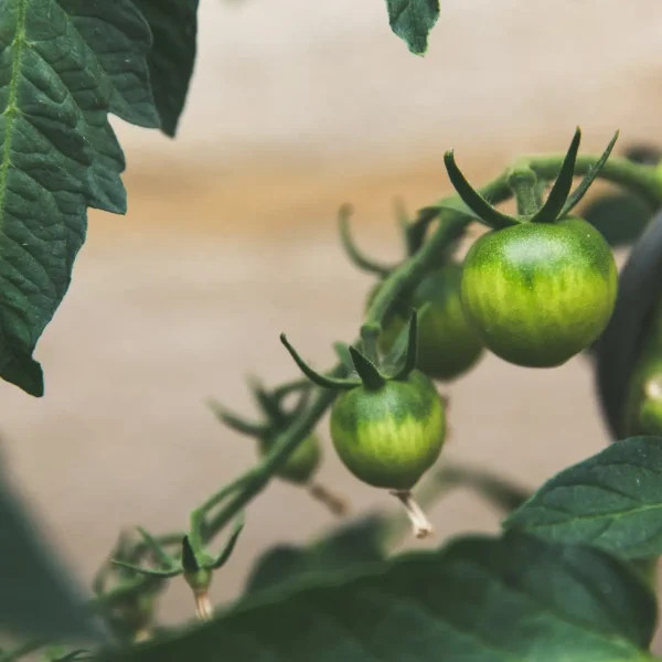 markus-spiske-O70hwncRDC8-unsplash